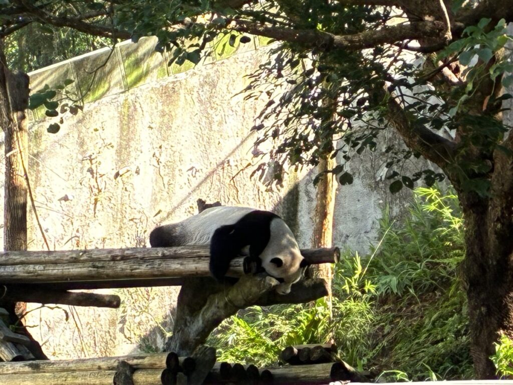 れるジャイアントパンダ 台北動物園のパンダ展示。比較的空いている観覧スペース