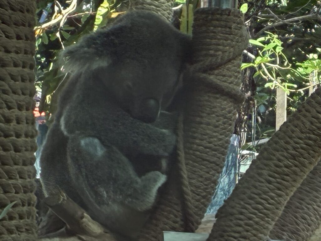 台湾の台北動物園で飼育されているコアラ