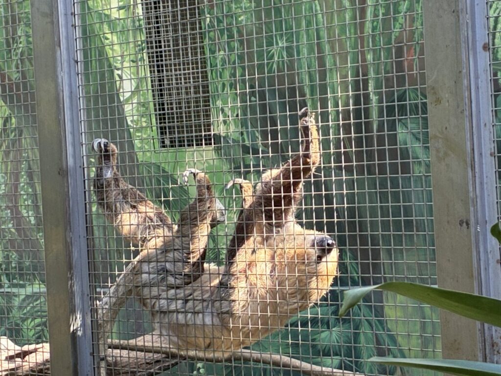 台湾の台北動物園の熱帯雨林エリアにいるナマケモノ