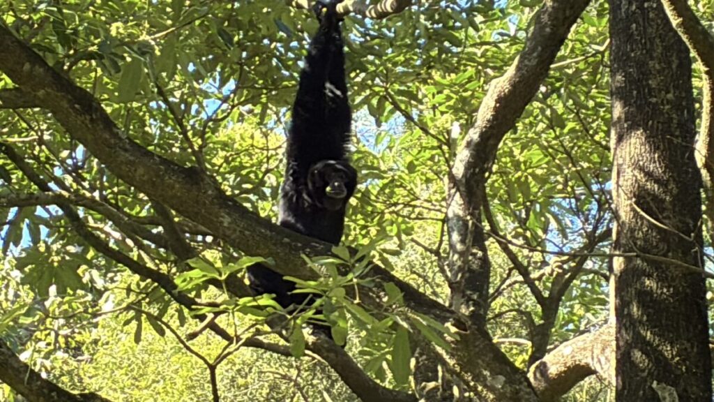 フクロテナガザルの鳴き声が響く熱帯雨林エリア