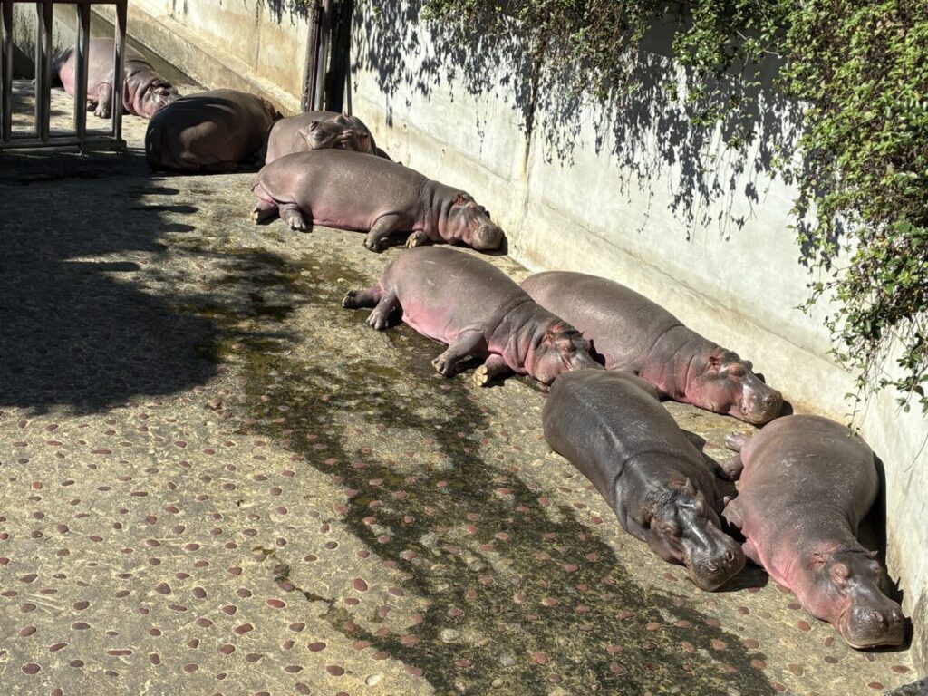 台湾の台北動物園で昼寝をしているカバの群れ