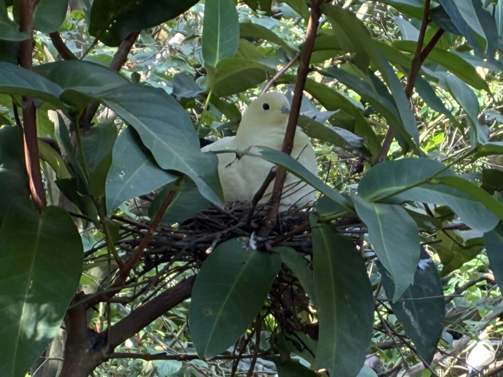 台湾の台北動物園の熱帯雨林エリアで見つけた白い鳩の巣と卵