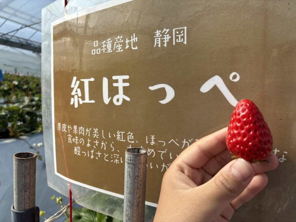 エミナース農園で育つべにほっぺのいちご