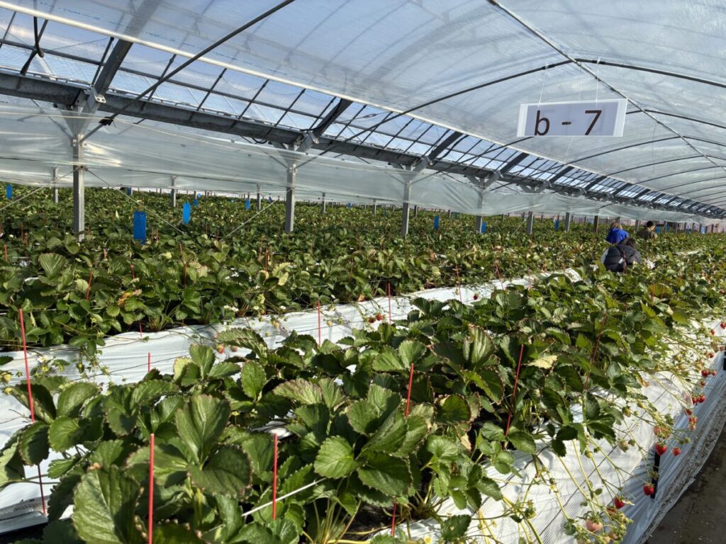 熊本空港近くのエミナース農園いちごハウス内の様子
