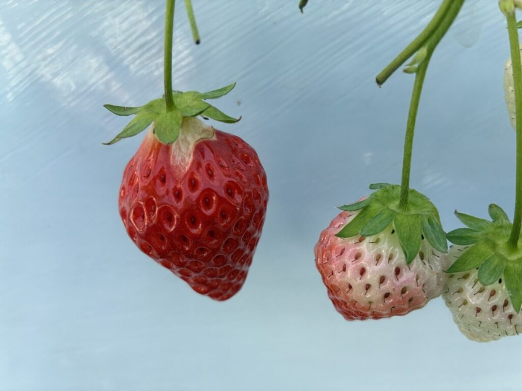 熊本産ひのしずくの完熟いちご（エミナース農園）