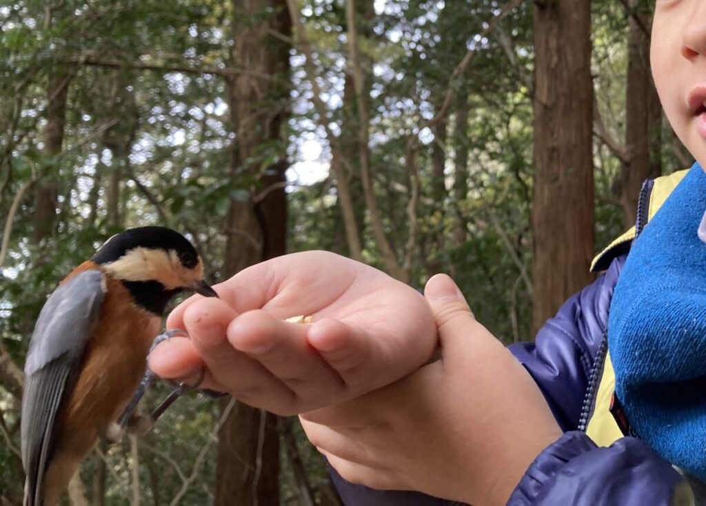 金峰山の山頂付近で手のひらのナッツを取りに来たヤマガラ