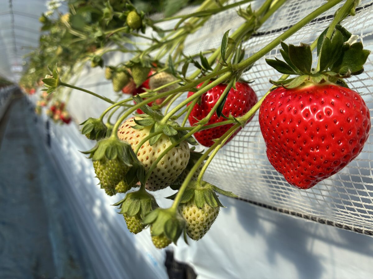 熊本空港近くのエミナース農園で実ったいちご（いちご狩りハウス内の様子）