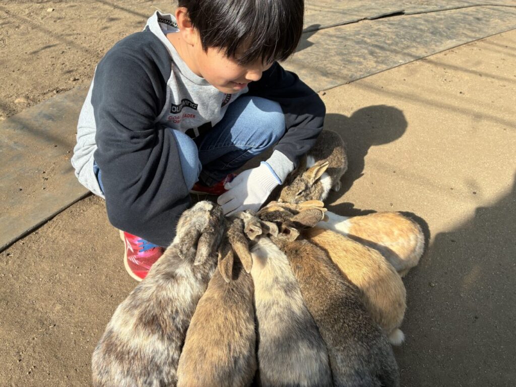 子どもがうさぎとふれあう様子