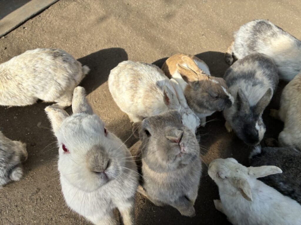みどりマザーランドでふれあえるうさぎ