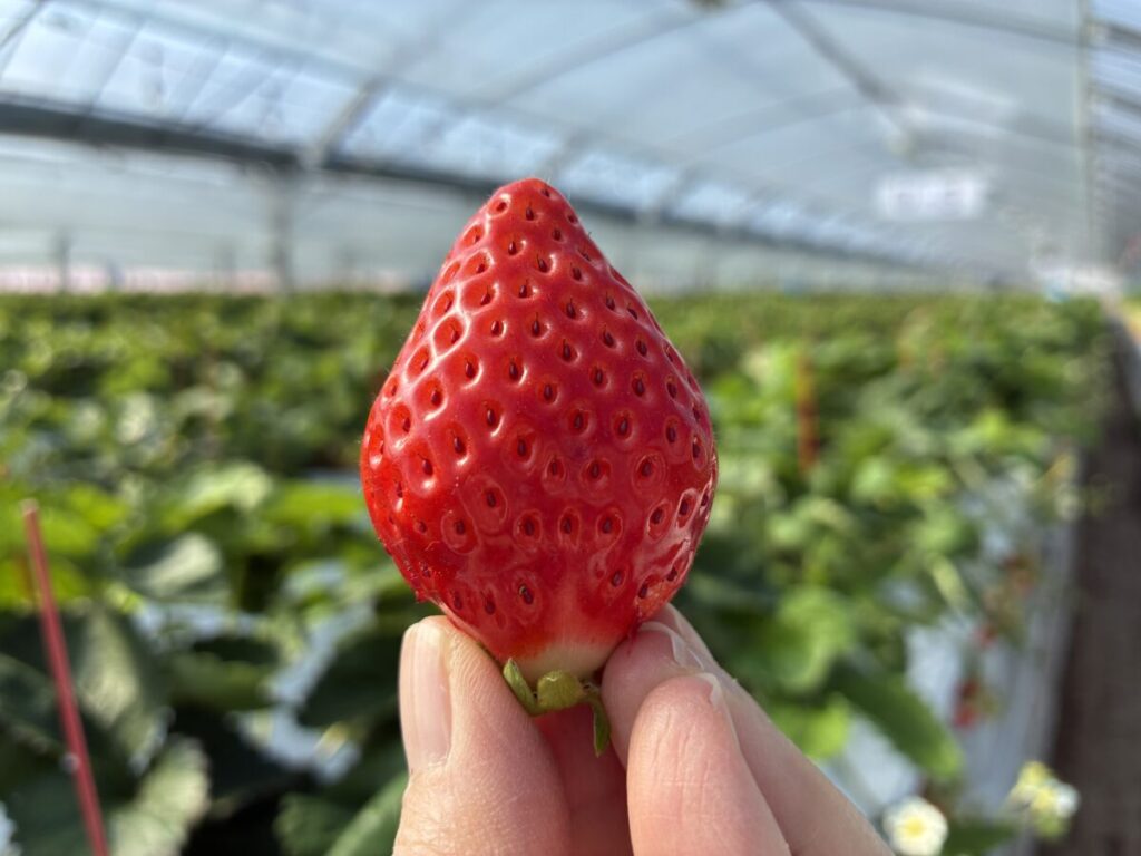 エミナース農園のさがほのか（いちご狩りで収穫）