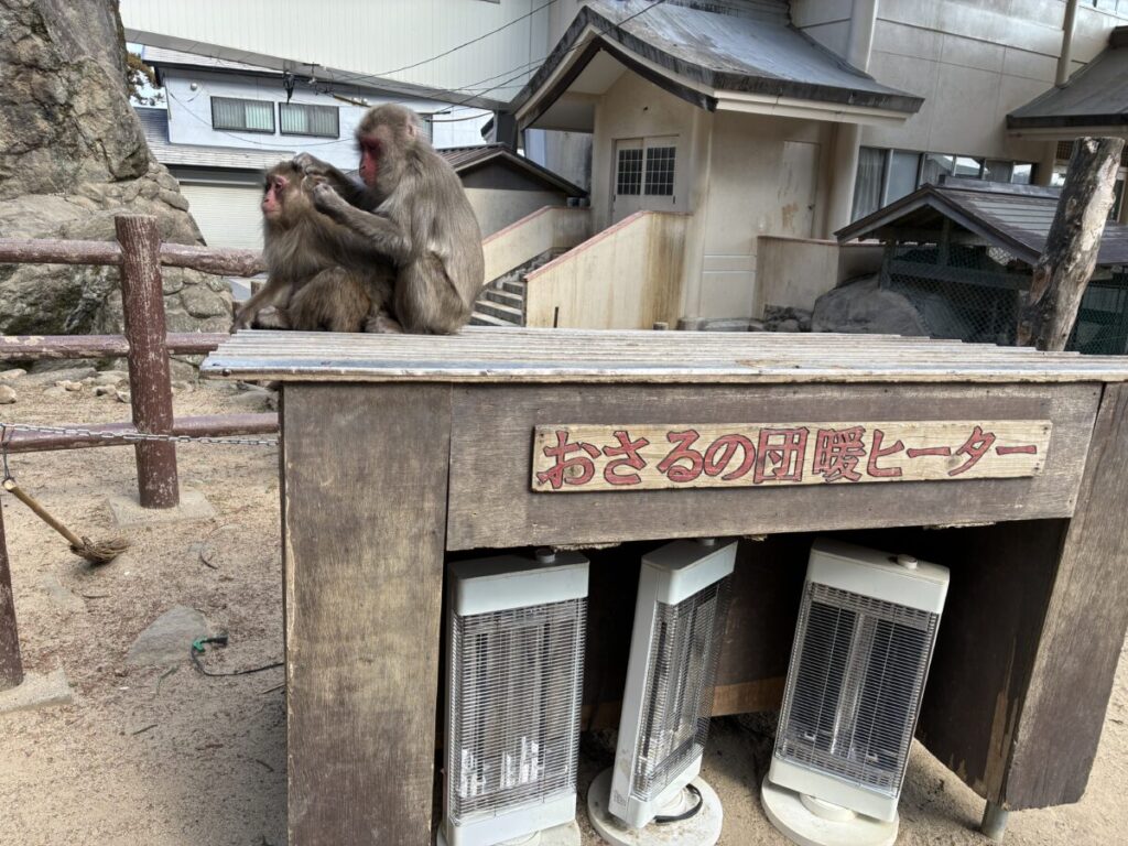 毛づくろいをする高崎山のニホンザル