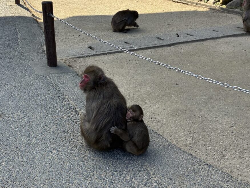 お母さん猿の背中にしがみつく高崎山の赤ちゃん猿