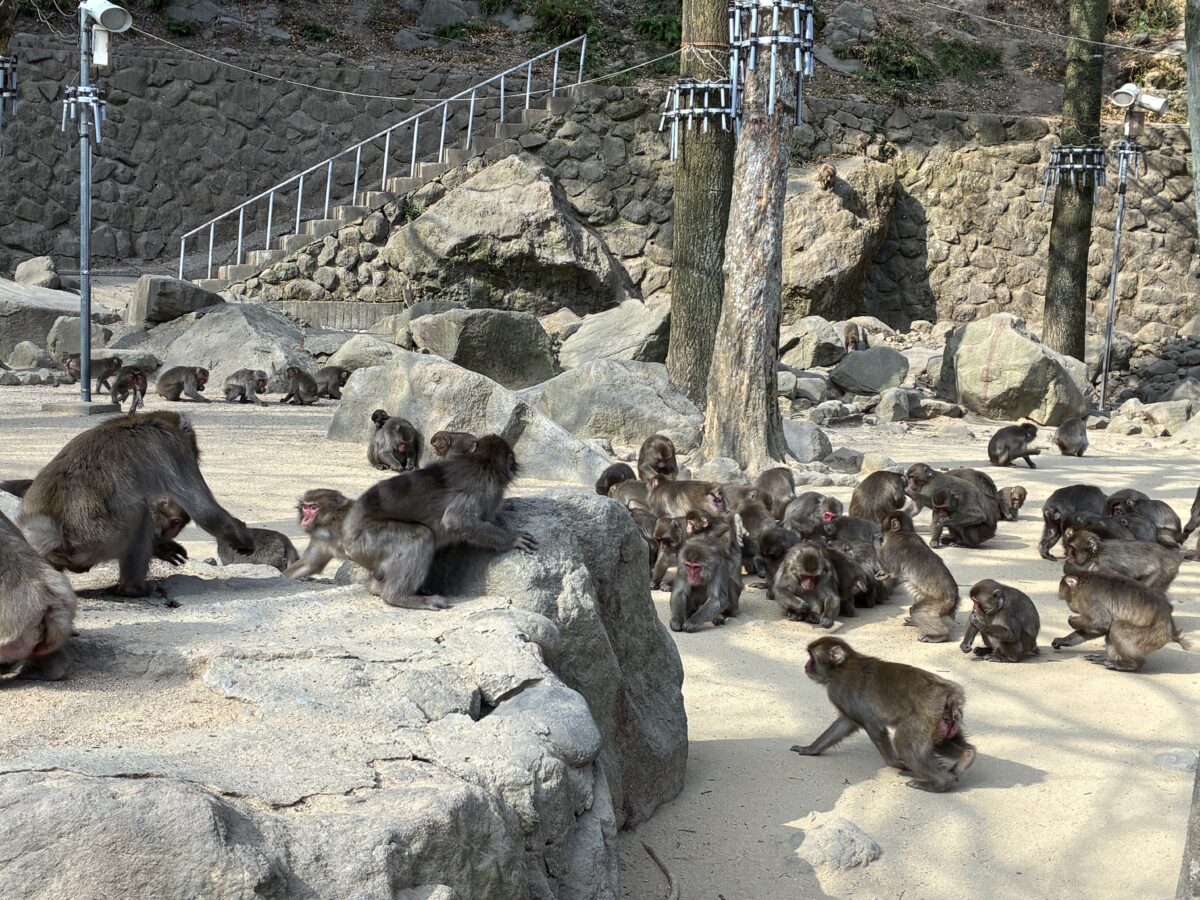 高崎山自然動物園で自由に過ごす野生のニホンザルの群れ