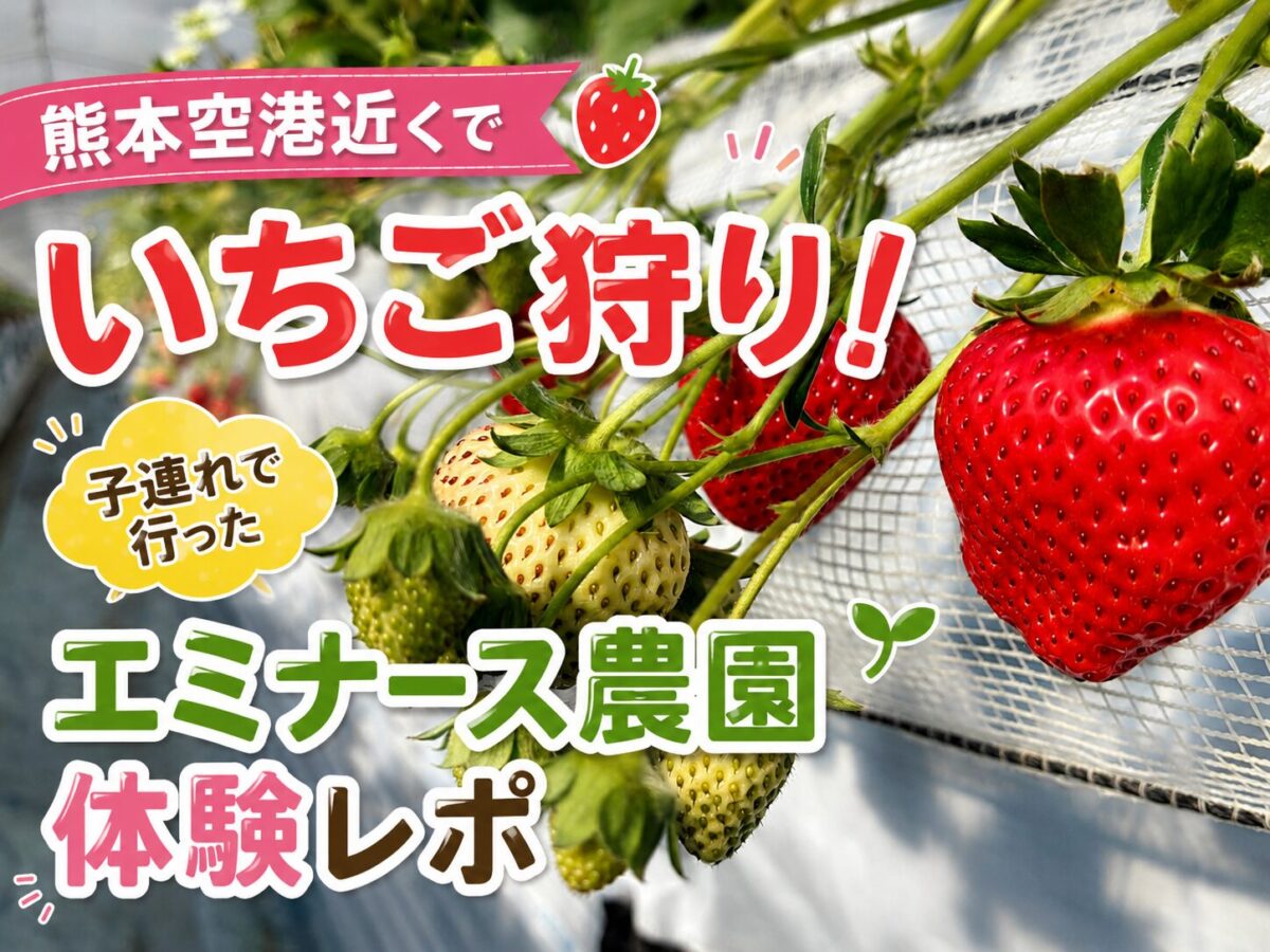 熊本空港近くのエミナース農園で実ったいちご（いちご狩りハウス内の様子）